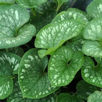 Brunnera macrophylla 'Emerald Mist' (011343)