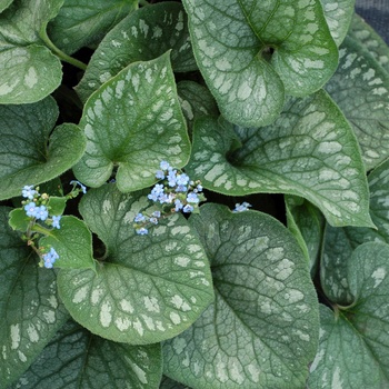 Brunnera macrophylla 'Emerald Mist' (011344)