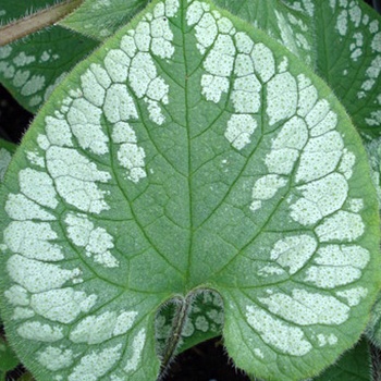 Brunnera macrophylla 'Emerald Mist' (011345)