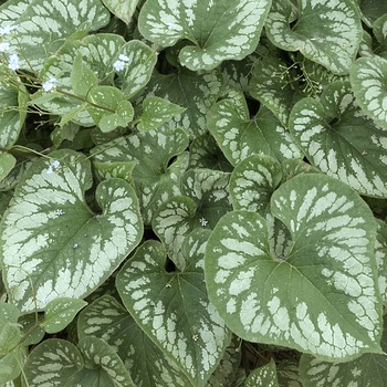 Brunnera macrophylla 'Emerald Mist' (011346)