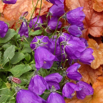 Campanula x pullloides 'Jelly Bells' (011347)