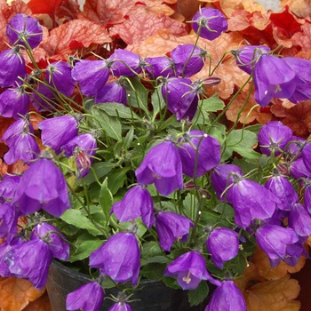 Campanula x pullloides 'Jelly Bells' (011348)