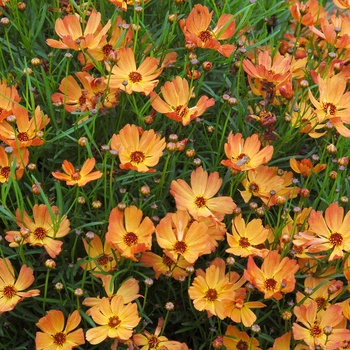 Coreopsis 'Mango Punch' (011354)