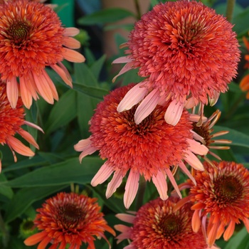 Echinacea 'Coral Reef' (011358)