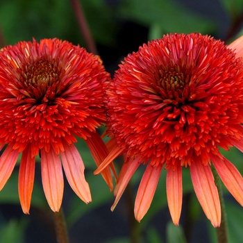 Echinacea 'Coral Reef' (011359)