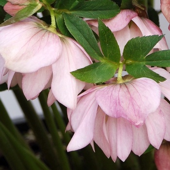 Helleborus 'Cotton Candy' (011440)