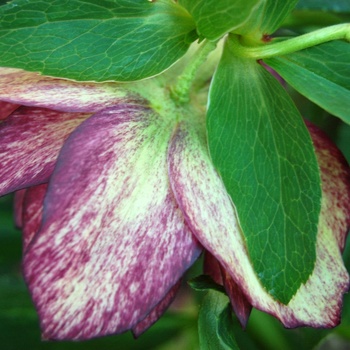 Helleborus 'Harlequin Gem' (011446)