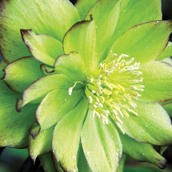 Helleborus Winter Jewels™ 'Jade Tiger' (011450)