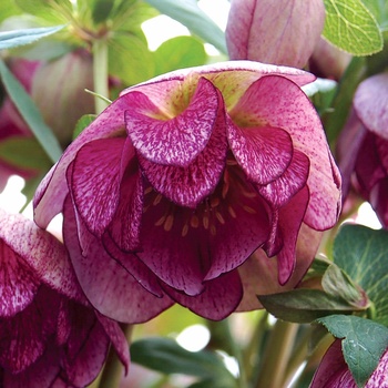 Helleborus 'Peppermint Ice' (011453)