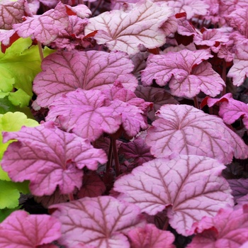 Heuchera 'Berry Smoothie' (011483)