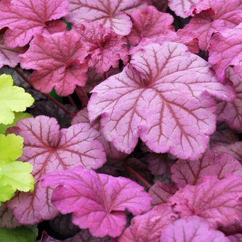 Heuchera 'Berry Smoothie' (011484)