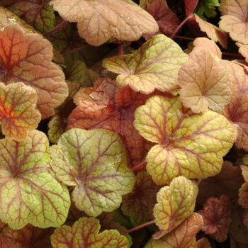 Heuchera Front & Center™ 'Electra' (011487)