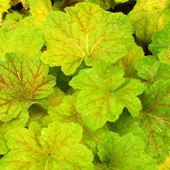 Heuchera Front & Center™ 'Electra' (011489)