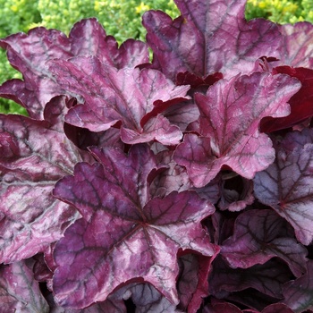 Heuchera 'Plum Royale' (011490)