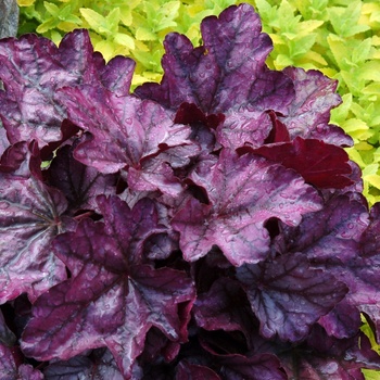 Heuchera 'Plum Royale' (011491)