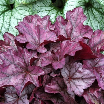 Heuchera 'Plum Royale' (011494)