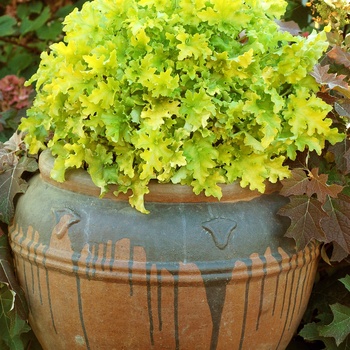 Heuchera Marmalade™ 'Lime' (011498)