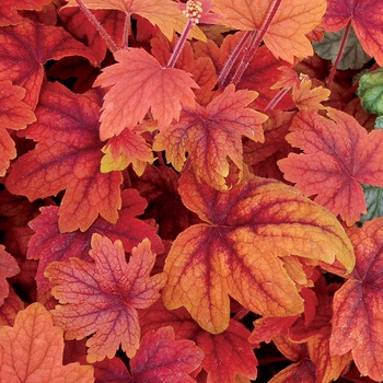 Heucherella 'Sweet Tea' (011499)