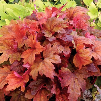 Heucherella 'Sweet Tea' (011500)