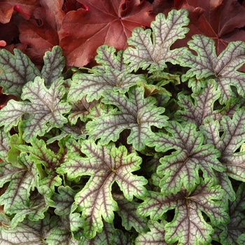 Heucherella 'Tapestry' (011510)