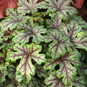 Heucherella 'Tapestry' (011511)