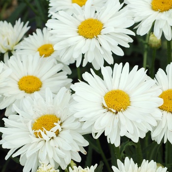 Leucanthemum x superbum 'Paladin' (011512)