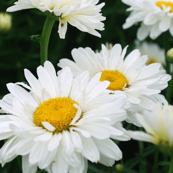 Leucanthemum x superbum 'Paladin' (011513)