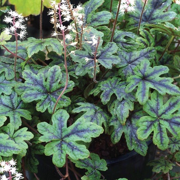 Tiarella 'Happy Trails' (011521)