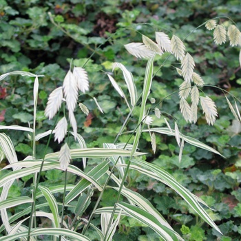 Chasmanthium latifolium 'River Mist' (011707)