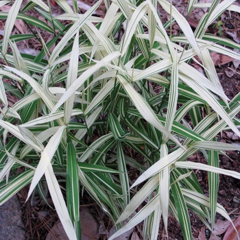 Chasmanthium latifolium 'River Mist' (011723)