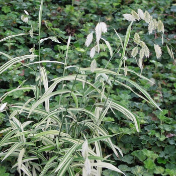 Chasmanthium latifolium 'River Mist' (011724)