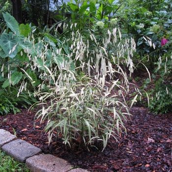 Chasmanthium latifolium 'River Mist' (011725)