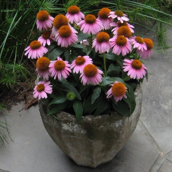 Echinacea 'Crazy Pink™' (011732)