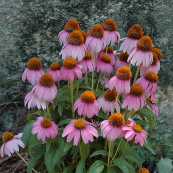 Echinacea 'Crazy Pink™' (011734)