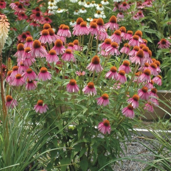 Echinacea 'Crazy Pink™' (011735)