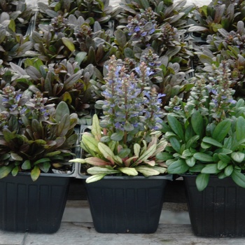 Ajuga reptans 'Dixie Chip' (011749)