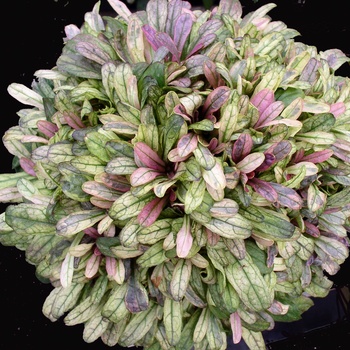 Ajuga reptans 'Dixie Chip' (011751)