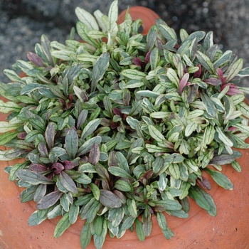 Ajuga reptans 'Dixie Chip' (011753)