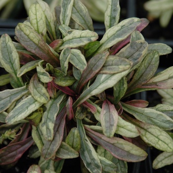 Ajuga reptans 'Dixie Chip' (011756)