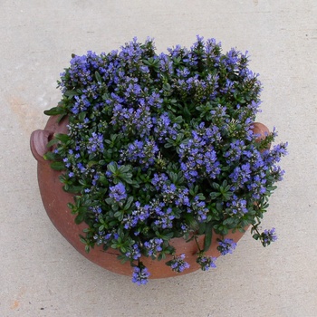 Ajuga reptans 'Dixie Chip' (011757)