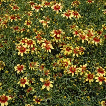 Coreopsis verticillata 'Route 66' (011776)