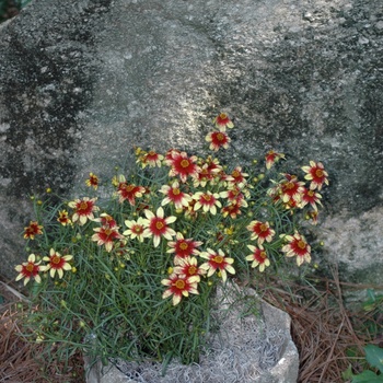 Coreopsis verticillata 'Route 66' (011778)