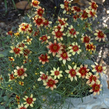 Coreopsis verticillata 'Route 66' (011779)