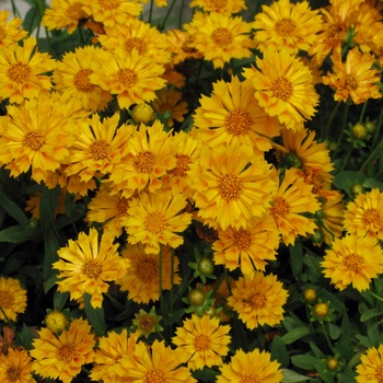 Coreopsis grandiflora 'Jethro Tull' (011785)