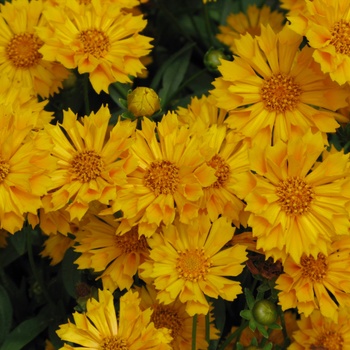 Coreopsis grandiflora 'Jethro Tull' (011786)