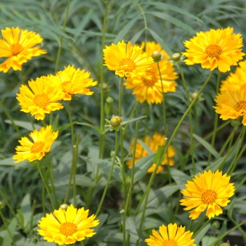 Coreopsis grandiflora 'Jethro Tull' (011787)