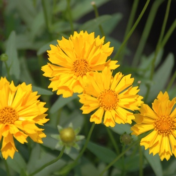 Coreopsis grandiflora 'Jethro Tull' (011788)