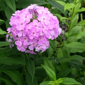 Phlox paniculata 'David's Lavender' (011793)