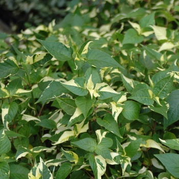 Alternanthera 'Creme de Menthe' (011796)