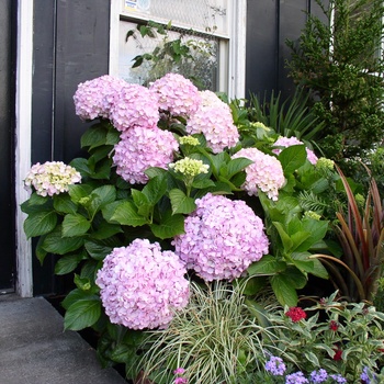 Hydrangea macrophylla 'Big Daddy' (011801)